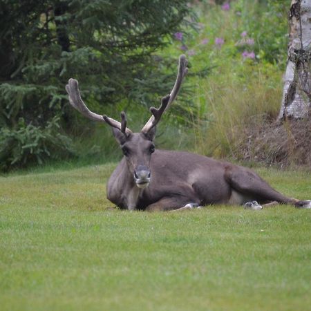 All Seasons B&B Kenai Extérieur photo