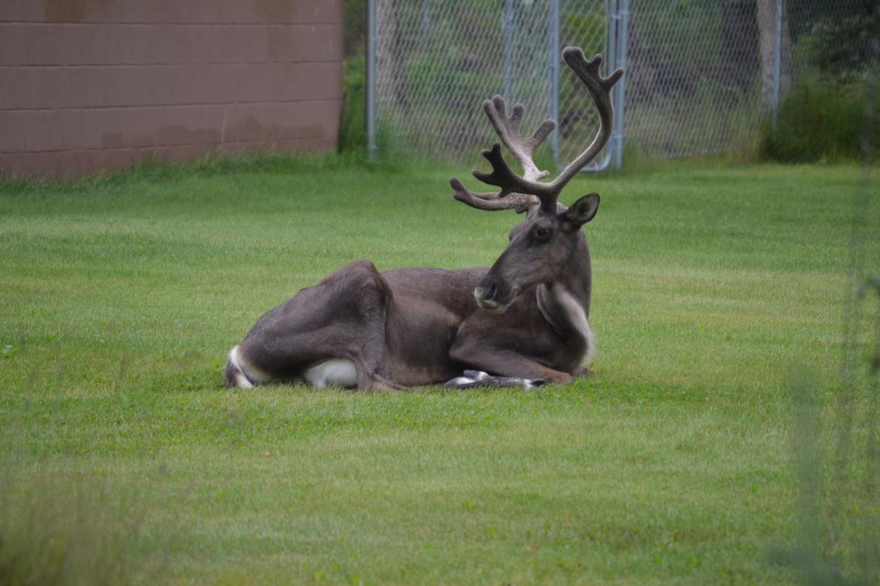 All Seasons B&B Kenai Extérieur photo