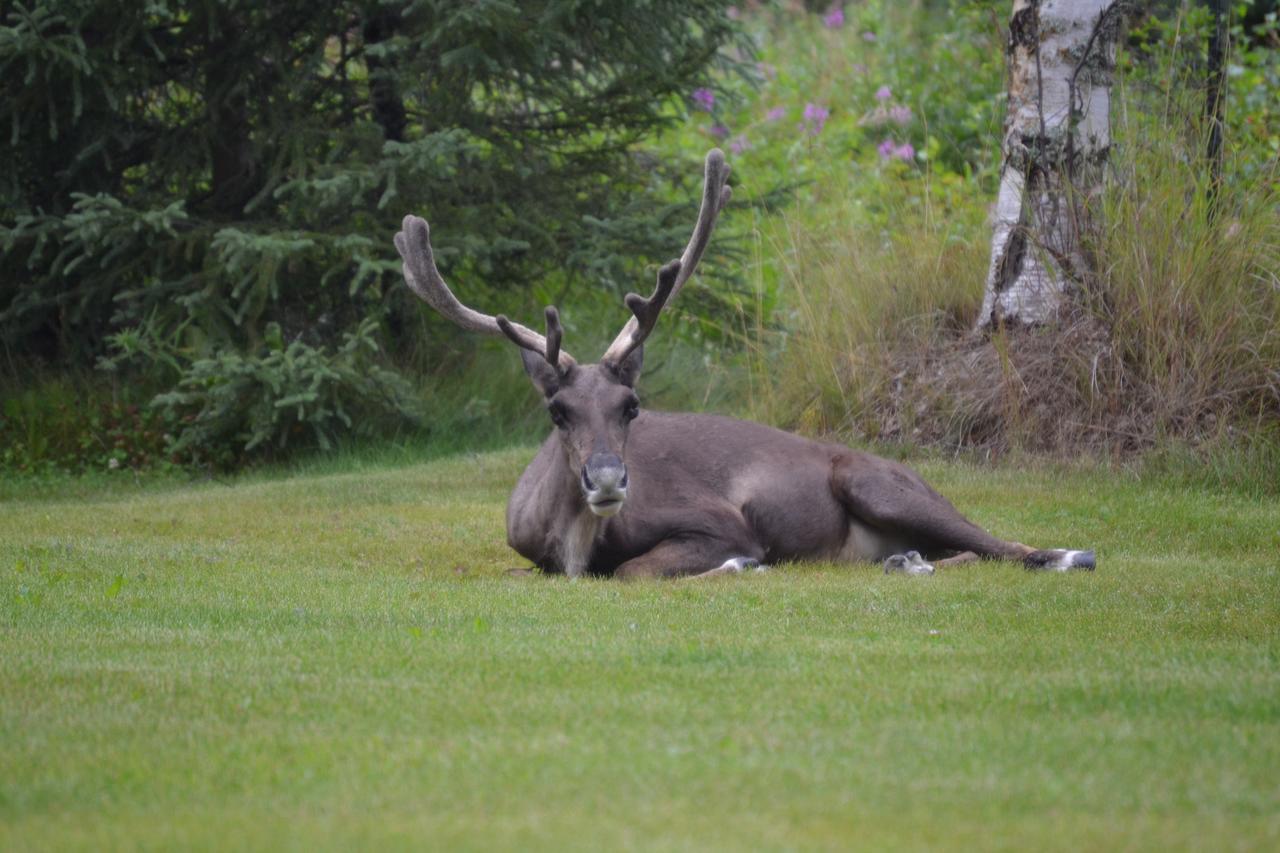 All Seasons B&B Kenai Extérieur photo